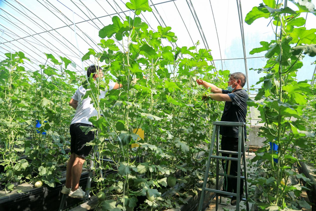 河南省農科院開展西甜瓜夏季修枝整蔓技能實踐活動