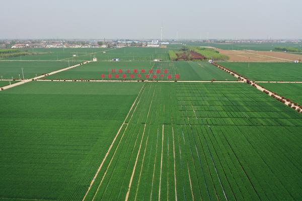 “中国这十年·河南”之农业农村篇丨让农业“中国芯”里装上更多“河南种”