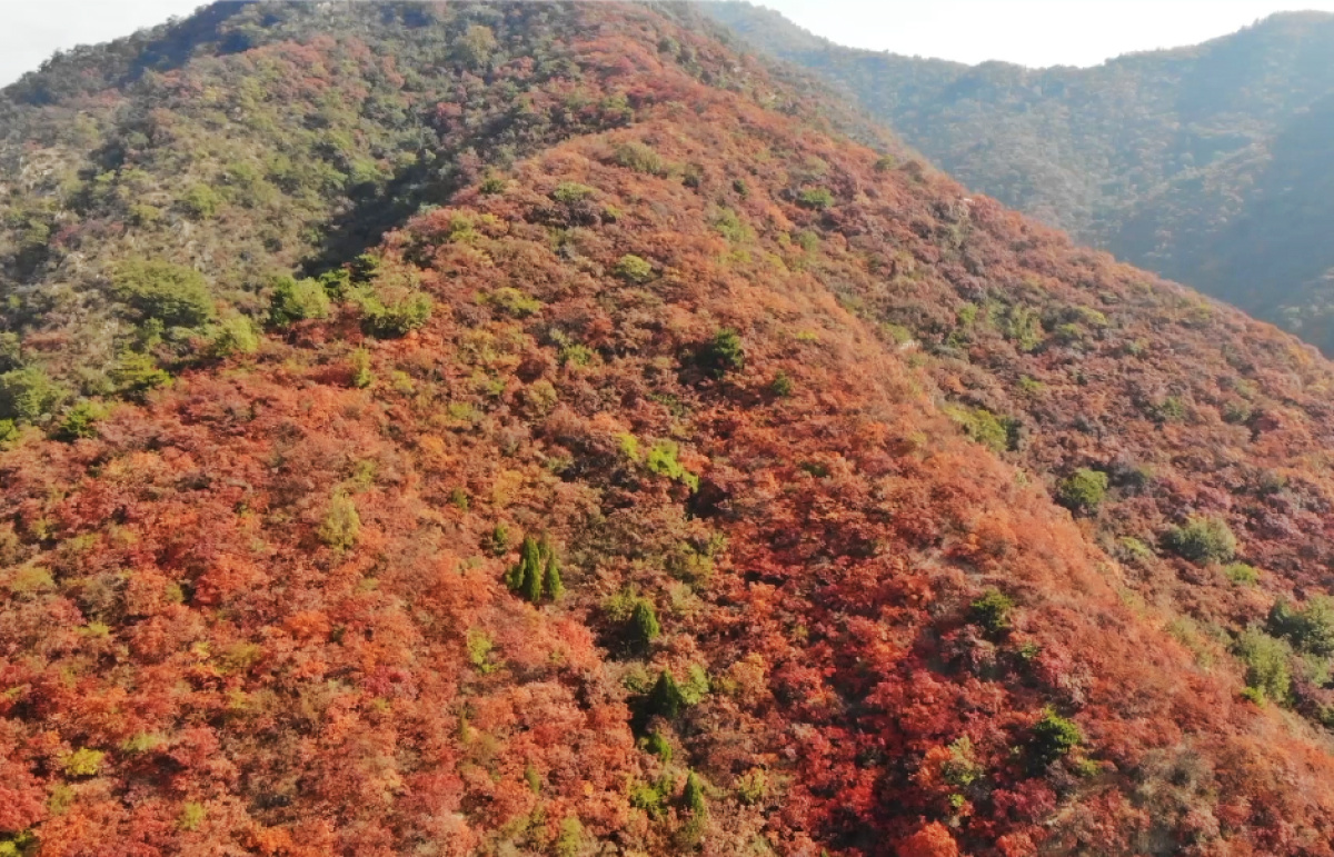 红叶最佳观赏期预测发布，河南红叶恰逢其时 -大河网
