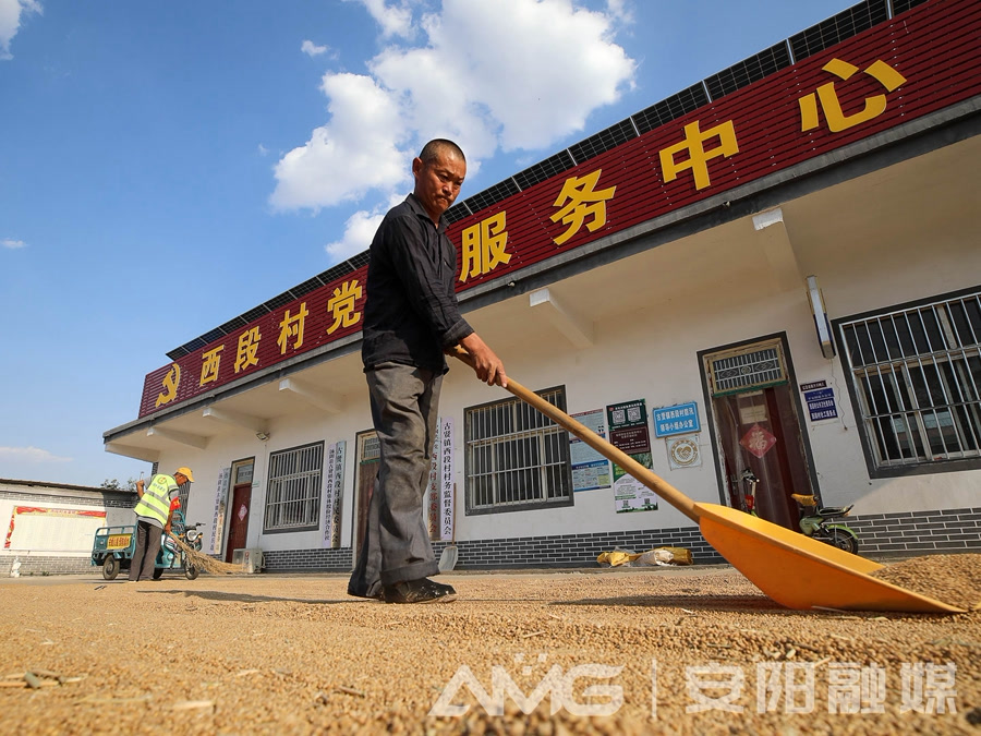 战三夏 夺丰收丨安阳：“腾地晒粮”解决群众“幸福烦恼” 大河网