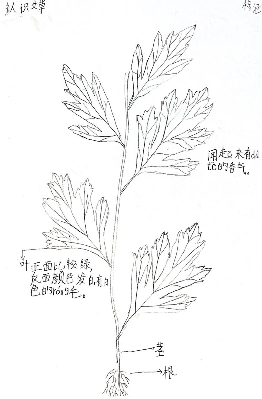 端午节插艾草简笔画图片