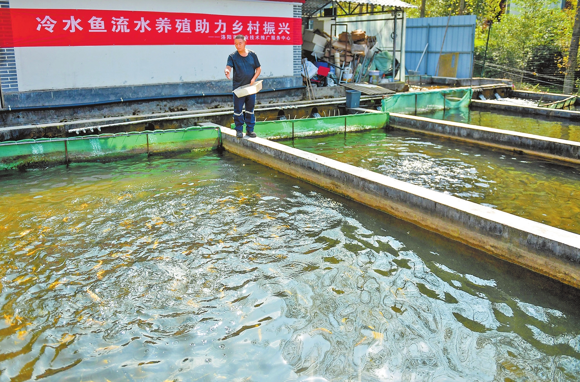 生态冷水鱼养出致富“热经济” -大河网