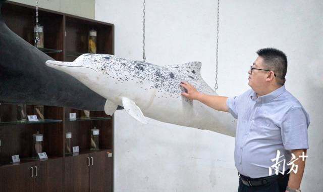 王学锋教授在广东海洋大学水生生物博物馆查看中华白海豚标本。