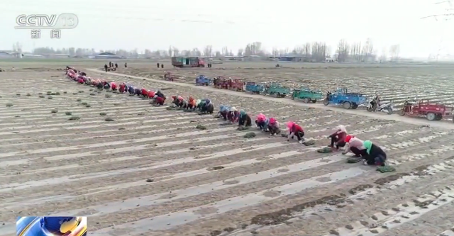 [蔬菜]防疫不放松 春耕不误时：全国从南到北 田野里一片忙碌景象