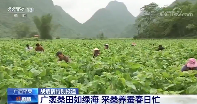 [蔬菜]防疫不放松 春耕不误时：全国从南到北 田野里一片忙碌景象