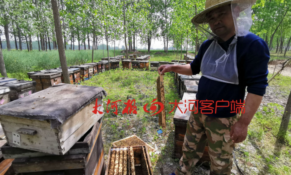 #蜜蜂#蹊跷！100多箱蜜蜂突然死亡 跟之前拉过的一车货有关?