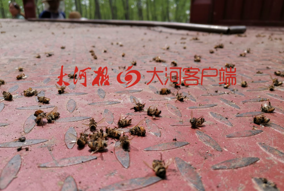 #蜜蜂#蹊跷！100多箱蜜蜂突然死亡 跟之前拉过的一车货有关?