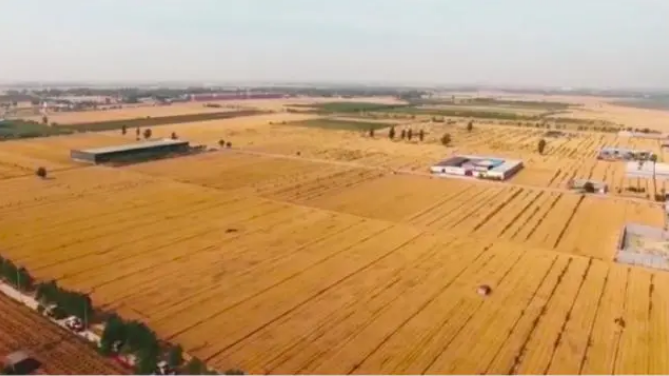 小麦|河南这个县的粮食产量竟够全国人民吃一个星期，原来有“法宝”