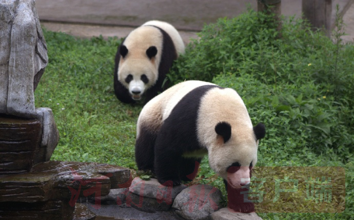 国宝大熊猫图片全身照图片