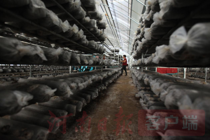 |脱贫致富快 全靠产业带——尉氏县产业扶贫拓宽富民路