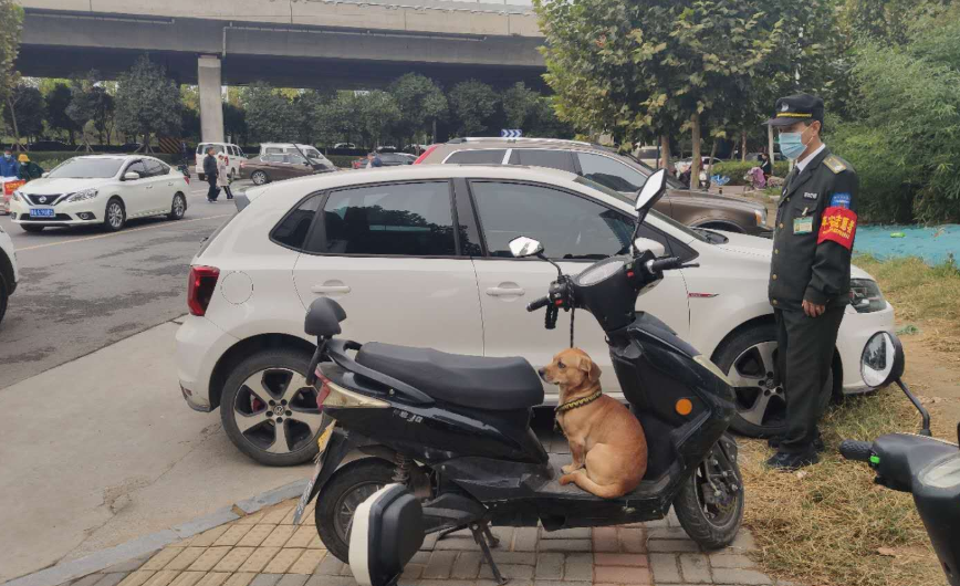 |这辆车子没上锁 一条黄狗坐上面，咋回事？