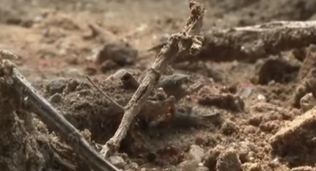 |女子景区被红火蚂蚁叮咬心脏骤停，园方有没有责任？