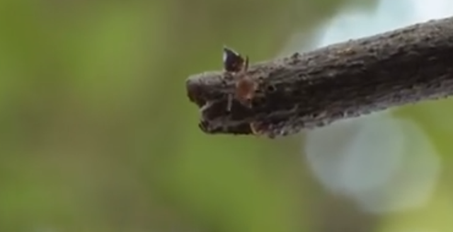 |女子景区被红火蚂蚁叮咬心脏骤停，园方有没有责任？
