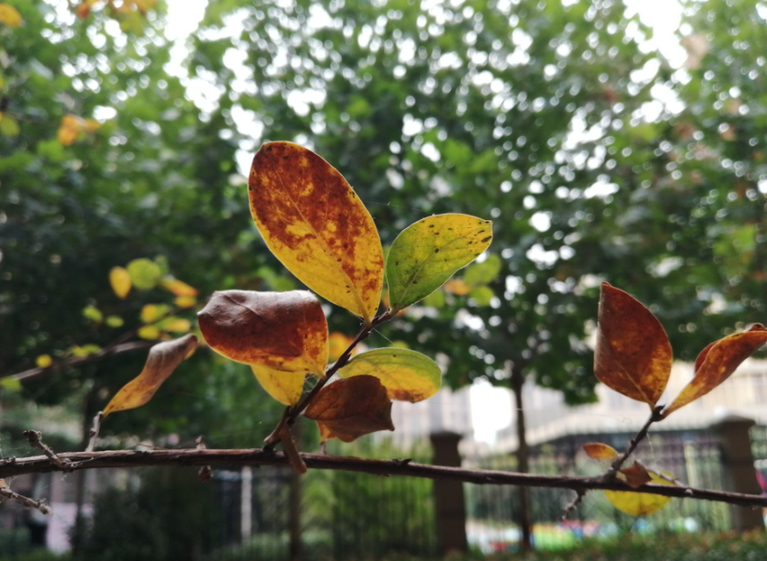 |这两天气温有所回暖？冷空气在路上、周末我省再度降温