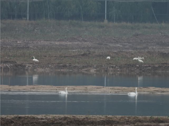 |快看！首批18只越冬大天鹅如约飞回三门峡