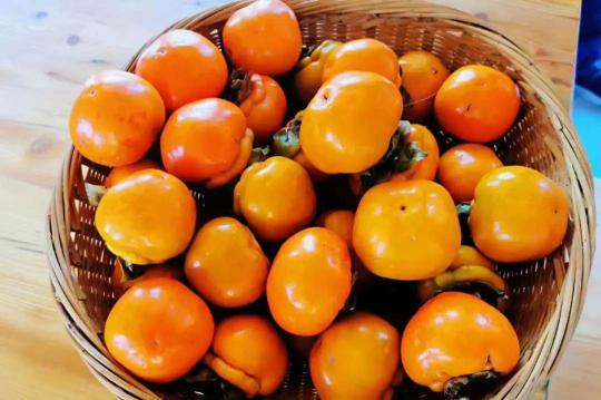 |火车飞进小山村，柿子还能酿成醋？