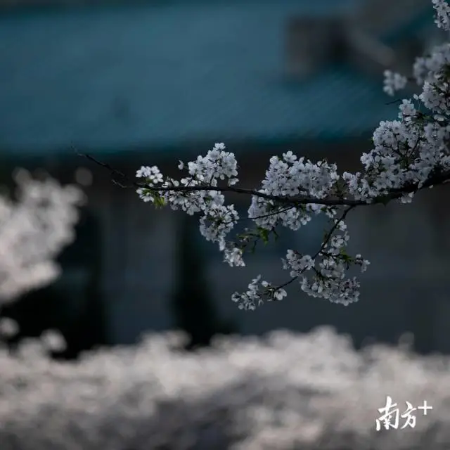 樱花■武大樱花开了！这是武汉最坚强的一个春天