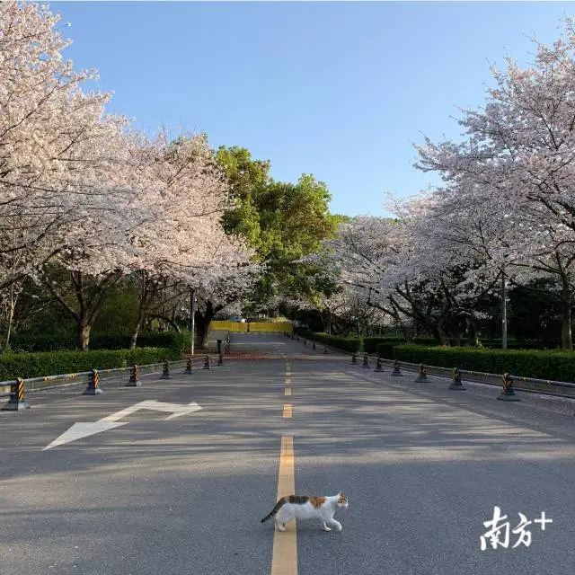 樱花■武大樱花开了！这是武汉最坚强的一个春天