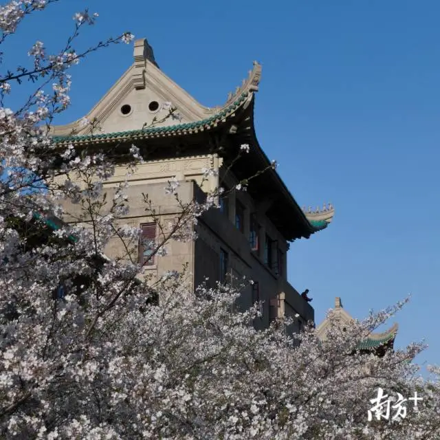 樱花■武大樱花开了！这是武汉最坚强的一个春天