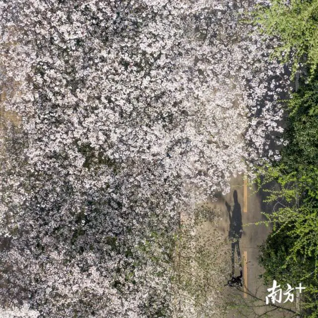樱花■武大樱花开了！这是武汉最坚强的一个春天