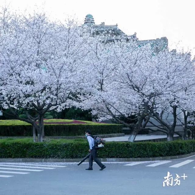 樱花■武大樱花开了！这是武汉最坚强的一个春天