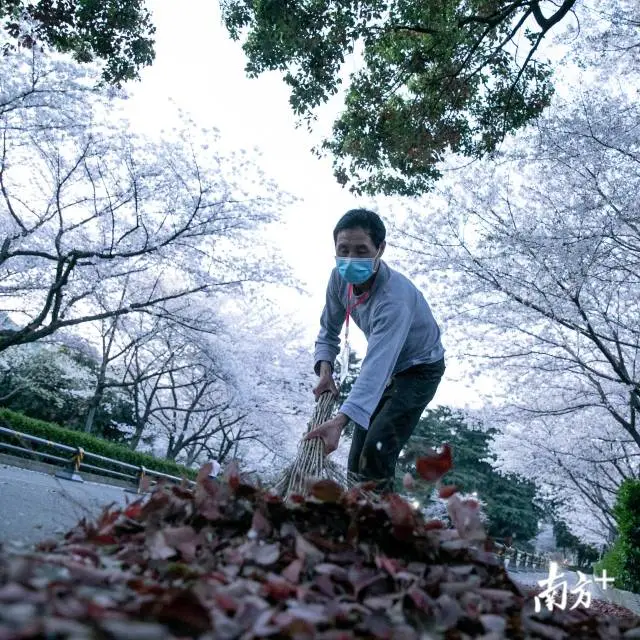 樱花■武大樱花开了！这是武汉最坚强的一个春天