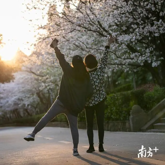 樱花■武大樱花开了！这是武汉最坚强的一个春天