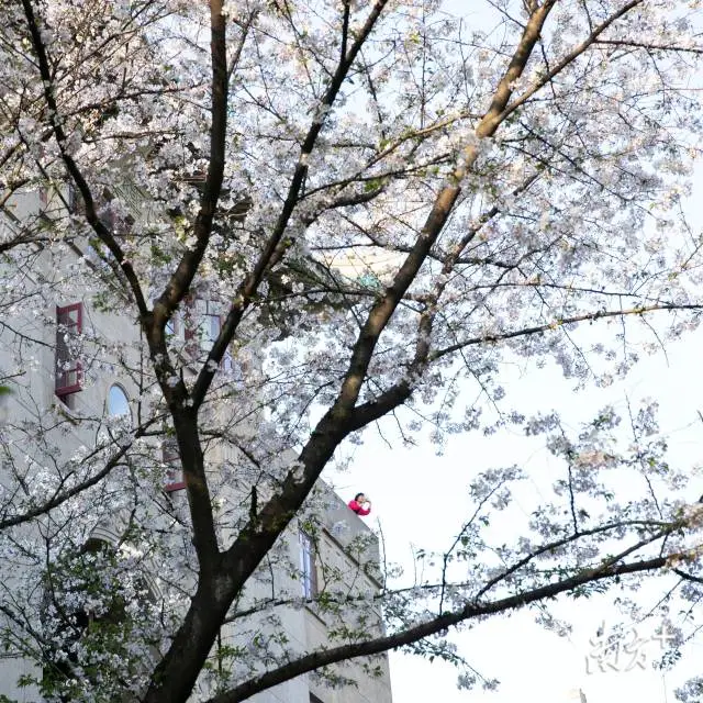 樱花■武大樱花开了！这是武汉最坚强的一个春天