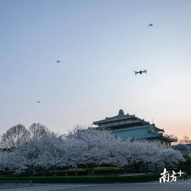 樱花■武大樱花开了！这是武汉最坚强的一个春天