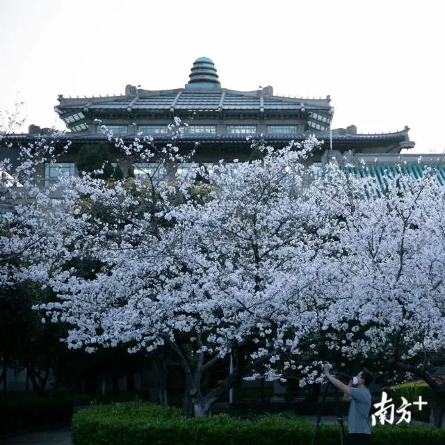 樱花■武大樱花开了！这是武汉最坚强的一个春天