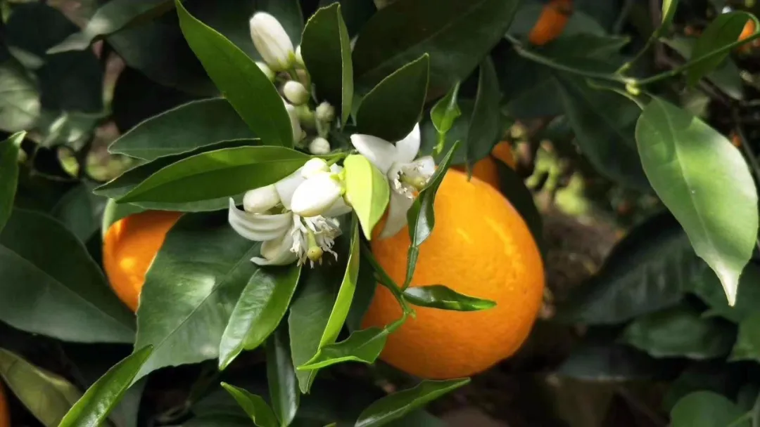 「农产品」全网“带货”荆楚待销美食，拼过命的他们也来拼单...