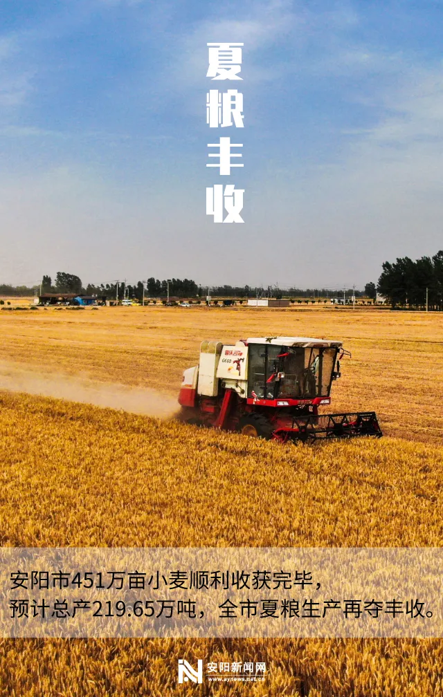 小麦安阳市夏粮生产再获丰收