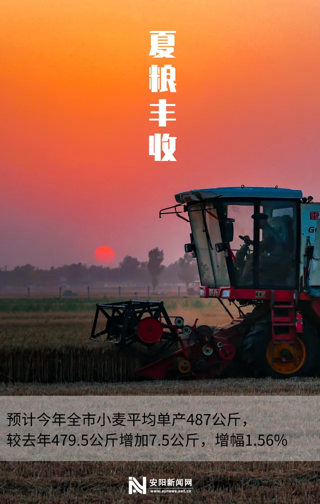 小麦安阳市夏粮生产再获丰收