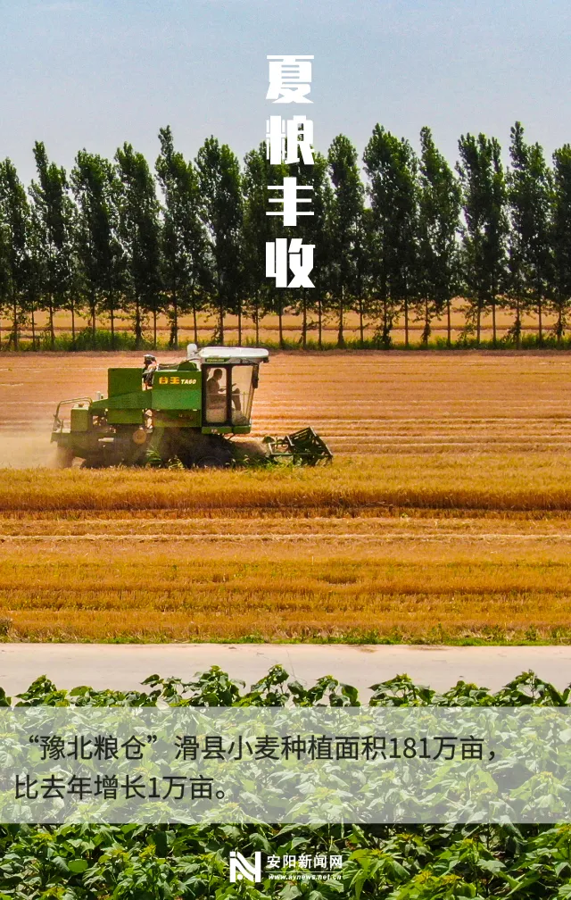 小麦安阳市夏粮生产再获丰收