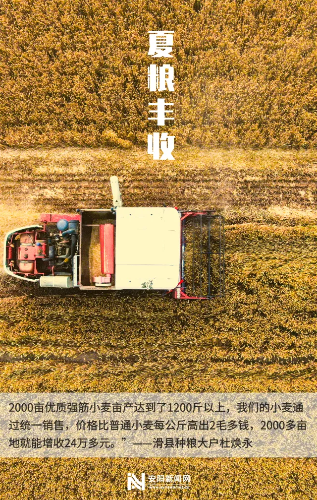 小麦安阳市夏粮生产再获丰收