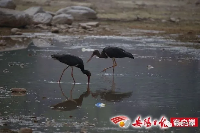 大熊猫“鸟中大熊猫”黑鹳惊现林州石板岩镇