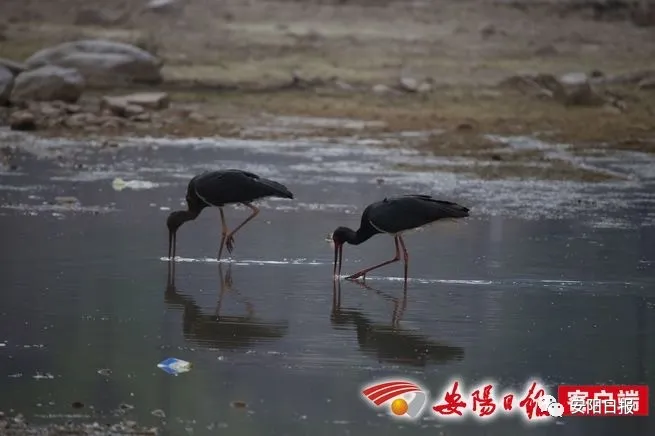 大熊猫“鸟中大熊猫”黑鹳惊现林州石板岩镇