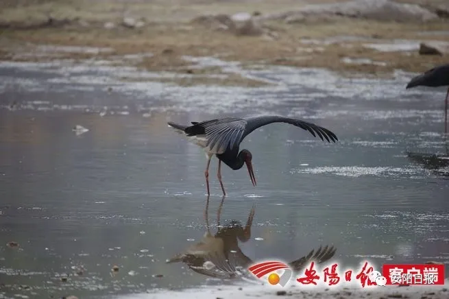 大熊猫“鸟中大熊猫”黑鹳惊现林州石板岩镇