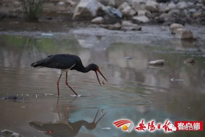 大熊猫“鸟中大熊猫”黑鹳惊现林州石板岩镇