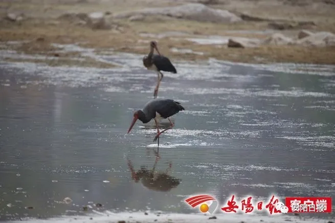 大熊猫“鸟中大熊猫”黑鹳惊现林州石板岩镇