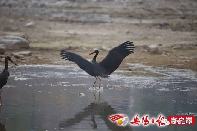 大熊猫“鸟中大熊猫”黑鹳惊现林州石板岩镇