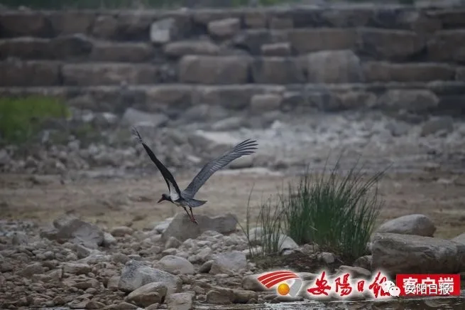 大熊猫“鸟中大熊猫”黑鹳惊现林州石板岩镇